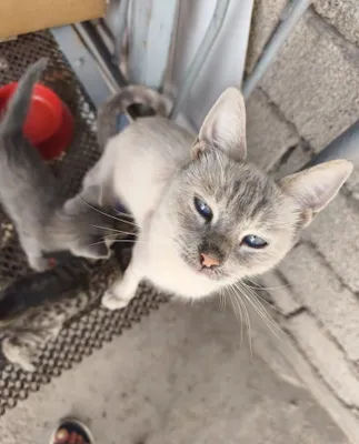 Котята отдаются в дар 1