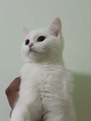 Krasnoyarskdagi qizlarning yalangoch fotosuratlari