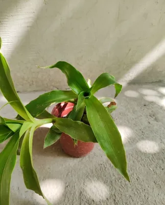 Gullar Aloe kalanxoe zalatoyus malachay 1
