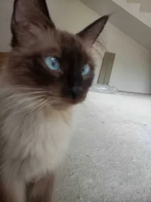 Сиамская кошка, 3 котёнка 1