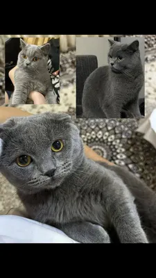 Sochlari osishni boshlagan mushuklar