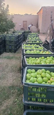 Золотые яблоки, 4000 сум 1