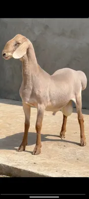 Porno filmda mast qoshni