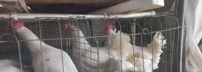 Товуклар сотилади