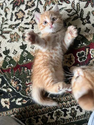 Кошка пародистая ( метиска ) 1
