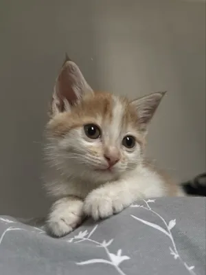 Котенок в добрые руки 1
