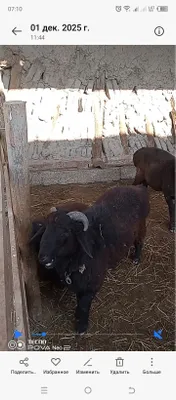 Кучкор продаётся 3300