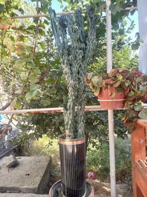 kaktus gul 1
