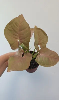 Syngonium Neon Pink 1