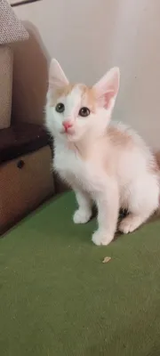 erkak mushukcha 1