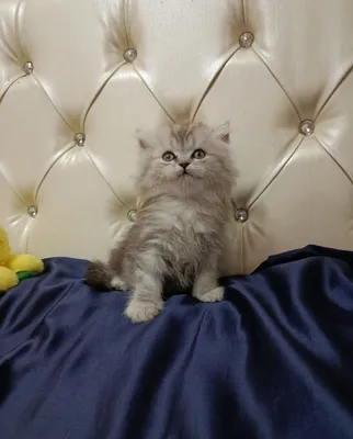 Продаётся котёнок 1