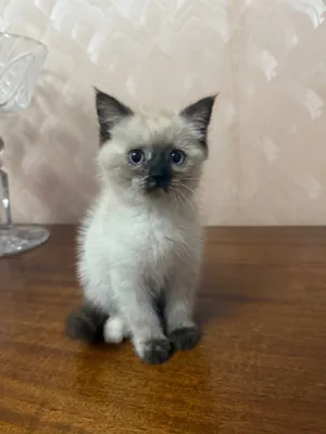 Yetuk eshak porno Telefon raqami bilan Novokuznetskda bosh vaqt jinsiy aloqa