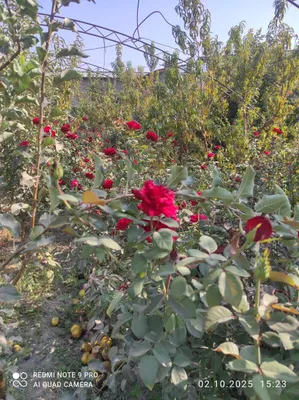 Роза атиргул atirgul koʻchatlari 1