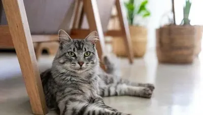 Передержка кошек 40.000 сутки