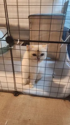 Кошка британской породы, редкий окрас пойнт 1