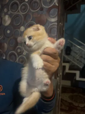 Золотая шиншила 1