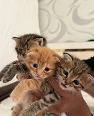 Котята пород скоттиш-фолд и хайленд-фолд 1