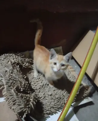Котята хорошие чистые весёлые 1