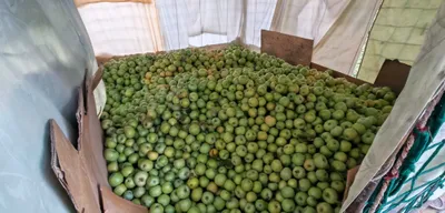 Яблоки оптомПродам яблоки сорт «Симиренка» оптом