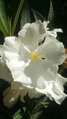 Олеандр белый, полумахровый (Nerium oleander) 1