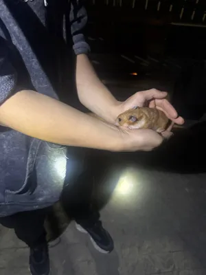 Хомяк в добрые руки 3
