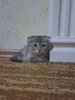 Чистокровный котёнок породы Scottish Fold, мальчик, 3 месяца 1