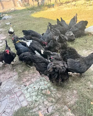 Продаются чёрные куры и петухи Шагзода 1