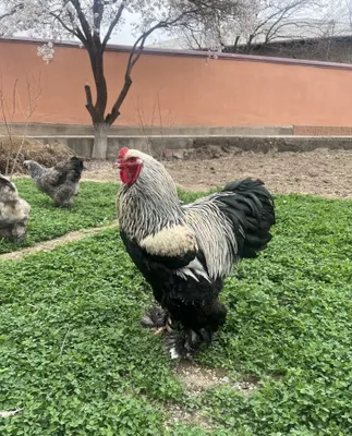 Продаётся куропатчатый петух брама 1