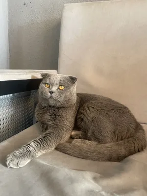 Шотландский фолд, срочно, кот хороший, можно договориться, цена 1