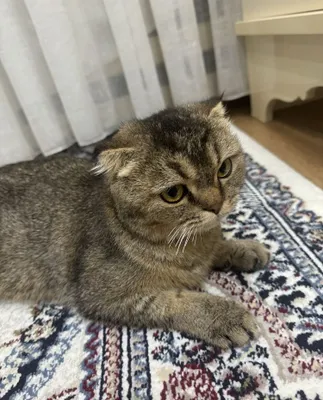 Скоттиш-фолд, золотая шиншилла 1