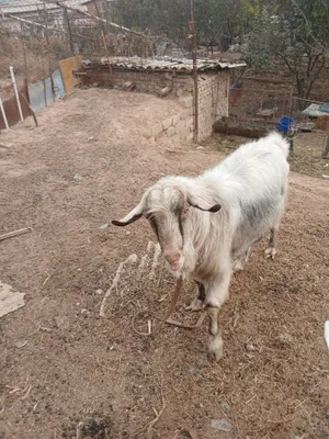 Nasldor taka sotiladi 1