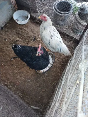 Sotlad toviqla va xoroz sotlad soglom 1