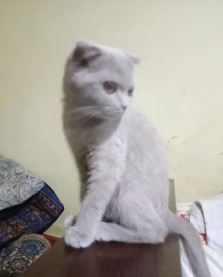 Продаётся котёнок 1