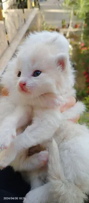 Biseksual va transseksual jinsiy aloqa Bolalar bilan porno