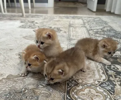 4 ta chinchilla zotli mushukcha (100%) 1