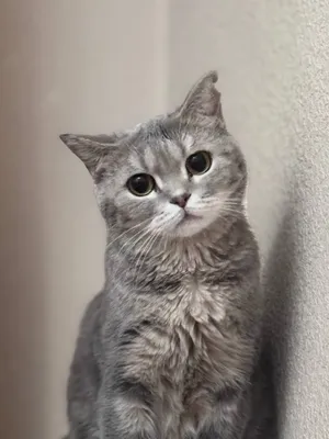 Кошка британская 1