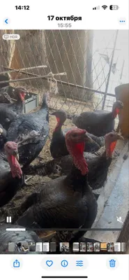 Toza yem bilan boqilgan kurkala sotiladi damashniy 1