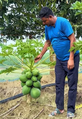 Papaya urug'lari 1