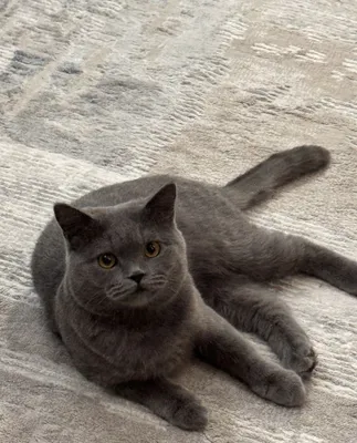 Кот для вязки 1