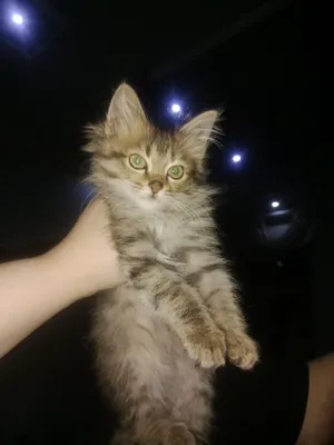 Кошка