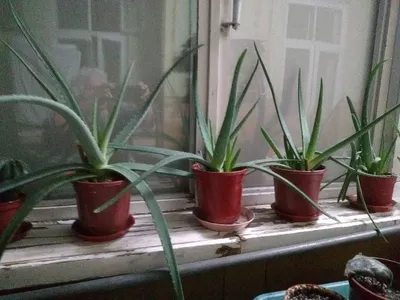 Idishdagi ALOE VERA