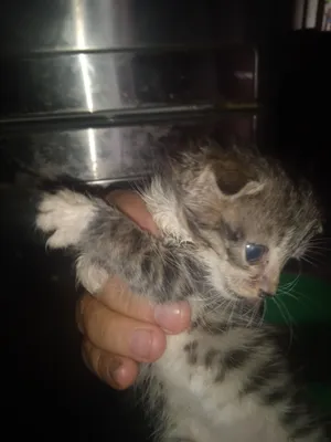 кошки песплатно 1