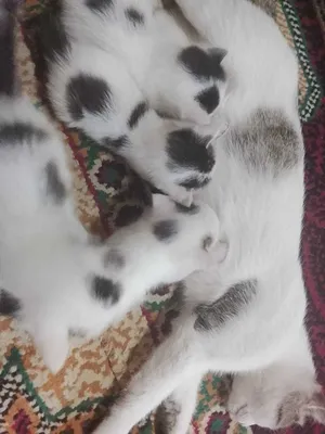 Отдам даром рукам котят 1