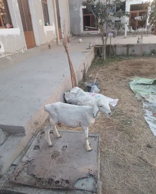 Qazoqi q6chqor barra sotiladi 1
