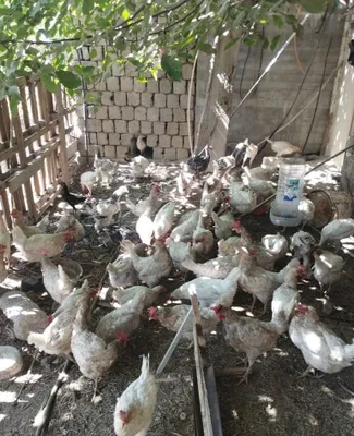 Продаются куры, цыплята, индюки, утки, брама и шамо 1