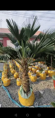 Palma vagnar sortidan va traxkalps bor optom 1