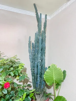 Кактус 1