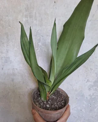 Sansevieria Moonshine