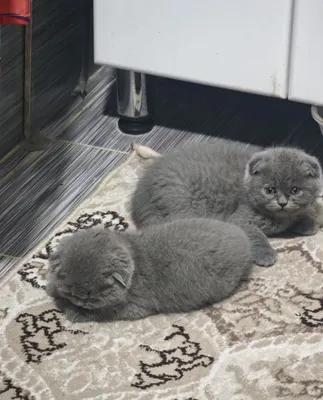Котёнок, смесь шотландской и персидской пород 1