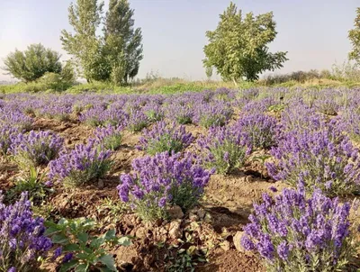 Lavanda arzon. Fransuzskiy Rozmarin 1